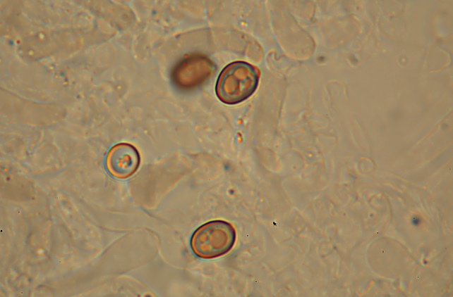 Per tutti gli interessati alla  sfida al micro n.2